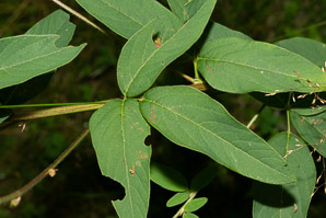 Desmodium canadense (showy tick trefoil, showy ticktrefoil)