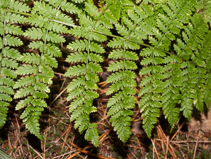 Dryopteris intermedia (evergreen wood fern, intermediate wood fern, intermediate shield fern, fancy wood fern, glandular wood fern, American shield fern, common wood fern, intermediate woodfern)
