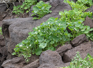Exodeconus miersii (Galápagos shore petunia, trompeta de orilla)