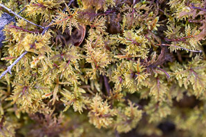 Hylocomium splendens (splendid feather moss, glittering woodmoss, stairstep moss, mountain fern moss)
