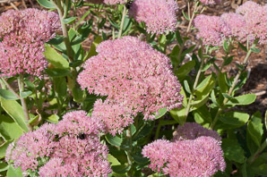 Hylotelephium spectabile (sedum, butterfly stonecrop, showy stonecrop)