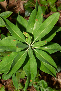 Kalmia angustifolia (sheep laurel)