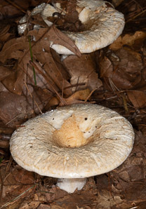 Lactifluus deceptivus (deceiving milkcap)