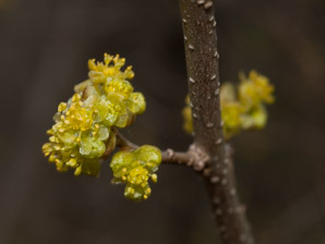 Lindera benzoin (spicebush, northern spicebush)