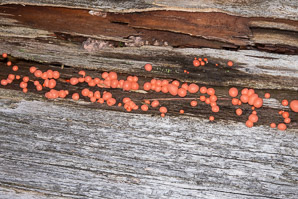 Lycogala epidendrum (Wolf’s milk slime mold)