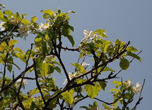 Malus pumila (apple, paradise apple)