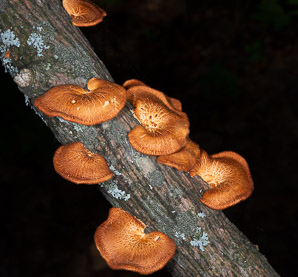 Neofavolus alveolaris (hexagonal-pored polypore)
