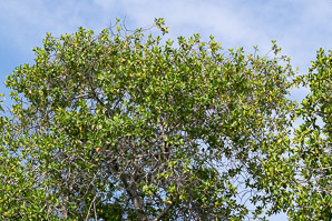 Rhizophora mangle (red mangrove)