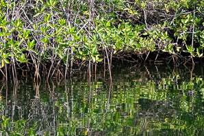 Rhizophora mangle (red mangrove)