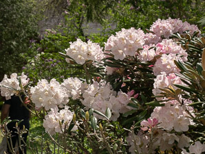 Rhododendron ‘Mist (hybrid rhododendron)