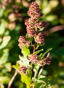 Spiraea alba (meadowsweet, white meadowsweet)