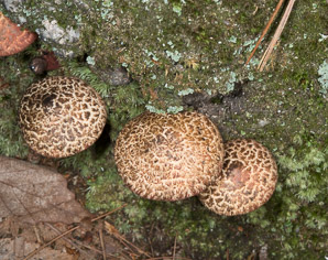 Strobilomyces strobilaceus (old man of the woods)