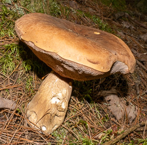 Sutorius eximius (lilac brown bolete)