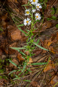 Symphyotrichum lanceolatum (panicled aster, Eastern lined aster, tall white aster, lance-leaf aster, narrow-leaf michaelmas daisy, white-panicle aster, white panicle aster)
