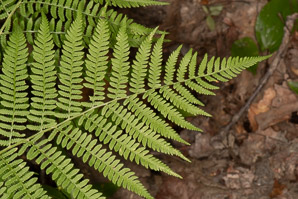 Thelypteris noveboracensis (New York fern)