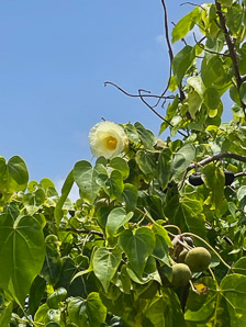 Thespesia populnea (portia tree, Pacific rosewood, Indian tulip tree, milo)