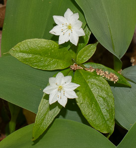 Trientalis borealis (starflower, may star, Star-of-Bethlehem)