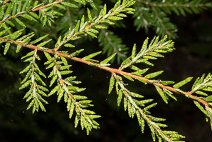 Tsuga canadensis (Canada hemlock, Eastern hemlock, hemlock spruce)
