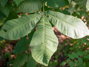 Aesculus hippocastanum (horse chestnut)