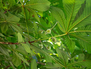 Aesculus hippocastanum (horse chestnut)