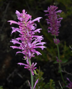 Agastache pallidiflora (giant hyssop)