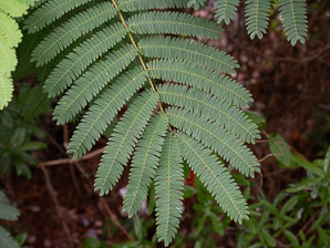 Albizia julibrissin (silktree, Persian silktree, pink silktree, mimosa tree)