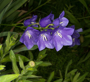 Campanula persicifolia (peach-leaved bellflower, peachleaf bellflower)