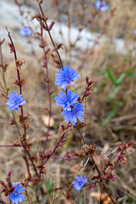 Cichorium intybus (chicory)