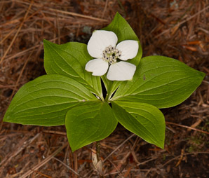 Cornus canadensis (bunchberry, Canadian dwarf cornel, Canadian bunchberry, crackerberry, bunchberry dogwood)