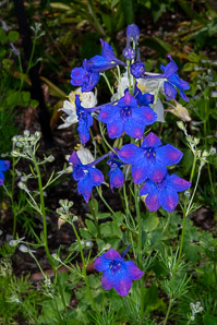Delphinium grandiflorum (Siberian larkspur, Chinese delphinium)
