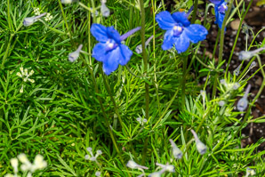 Delphinium grandiflorum (Siberian larkspur, Chinese delphinium)