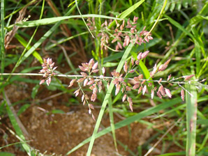 Eragrostis cilianensis (stink grass, stinkgrass, candy grass, gray lovegrass)