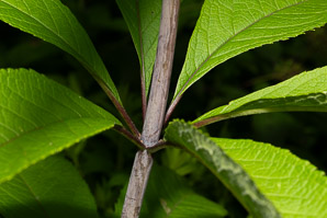 Eutrochium fistulosum (hollow Joe-Pye weed, trumpetweed, purple thoroughwort)