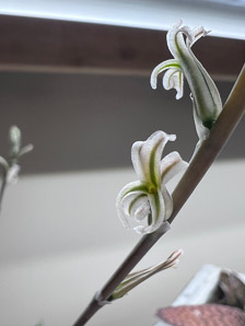 Haworthia retusa (star cactus)