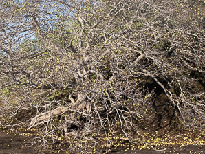 Hippomane mancinella (manchineel tree, manchineel)