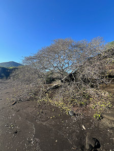 Hippomane mancinella (manchineel tree, manchineel)