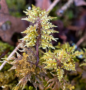 Hylocomium splendens (splendid feather moss, glittering woodmoss, stairstep moss, mountain fern moss)