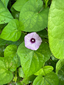 Ipomoea triloba (three-lobed morning glory, littlebell)