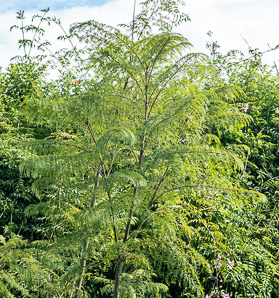 Jacaranda mimosifolia (jacaranda, black poui)
