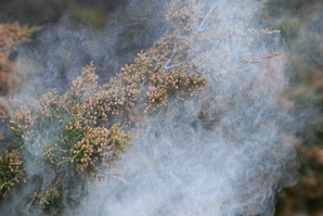 Juniperus virginiana (Eastern redcedar, red cedar, eastern juniper, red juniper, pencil cedar, eastern red cedar)