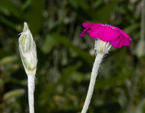 Lychnis coronaria (catchfly, rose campion)
