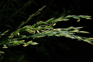 Schedonorus arundinaceus (tall fescue)