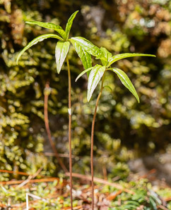 Trientalis borealis (starflower, may star, Star-of-Bethlehem)