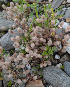 Trifolium arvense (rabbit-foot clover, rabbitfoot clover, hares-foot clover, stone clover, oldfield clover)