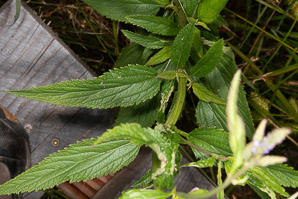 Verbena hastata (blue vervain, blue verbena, swamp vervain, Simpler’s joy, common verbena, swamp verbena)