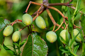 Viburnum lentago (nannyberry, sheepberry, sweet viburnum)