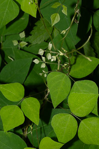 Amphicarpaea bracteata (American hog-peanut, ground bean, American hogpeanut)