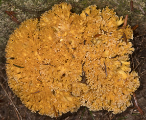 Artomyces pyxidatus (crown coral)