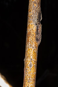 Aurantioporthe corni (golden canker)