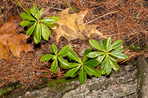 Chimaphila umbellata (common pipsissewa, noble prince’s-pine, pipsissewa)